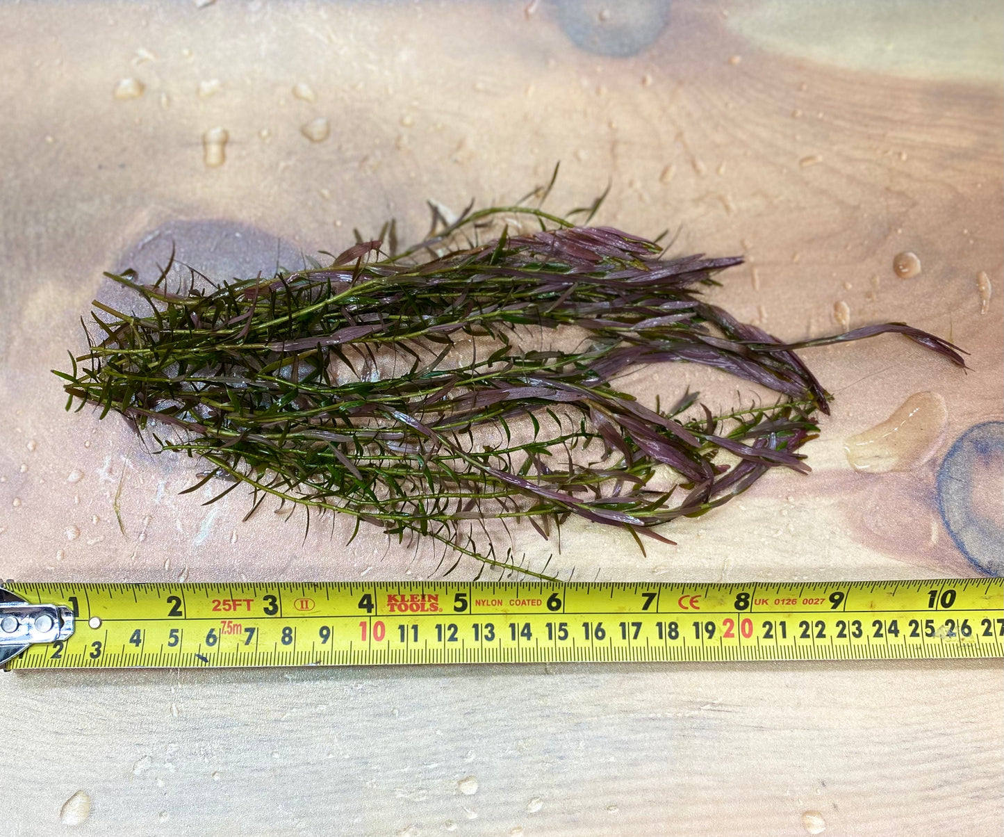 Rotala Indica