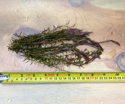 Rotala Indica