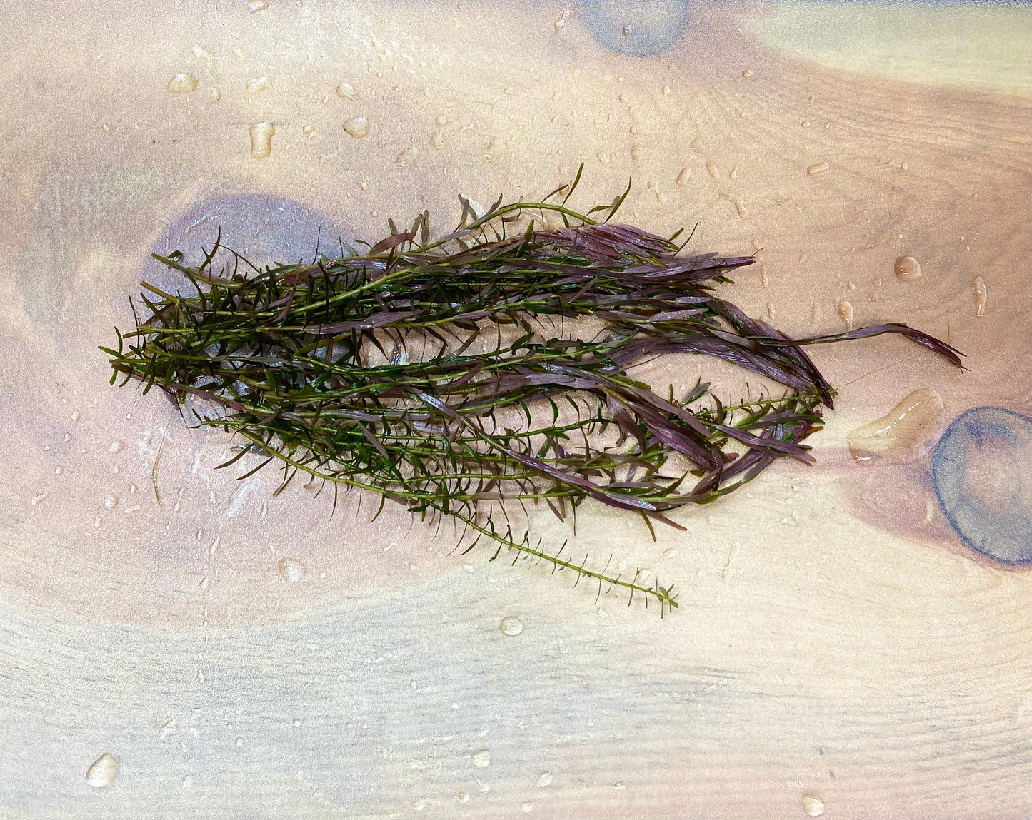 Rotala Indica