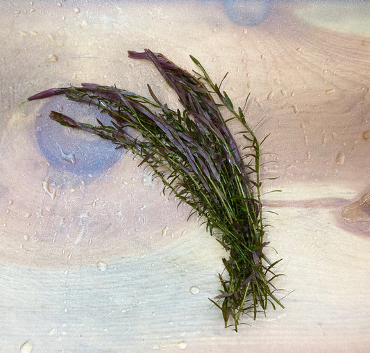 Rotala Indica