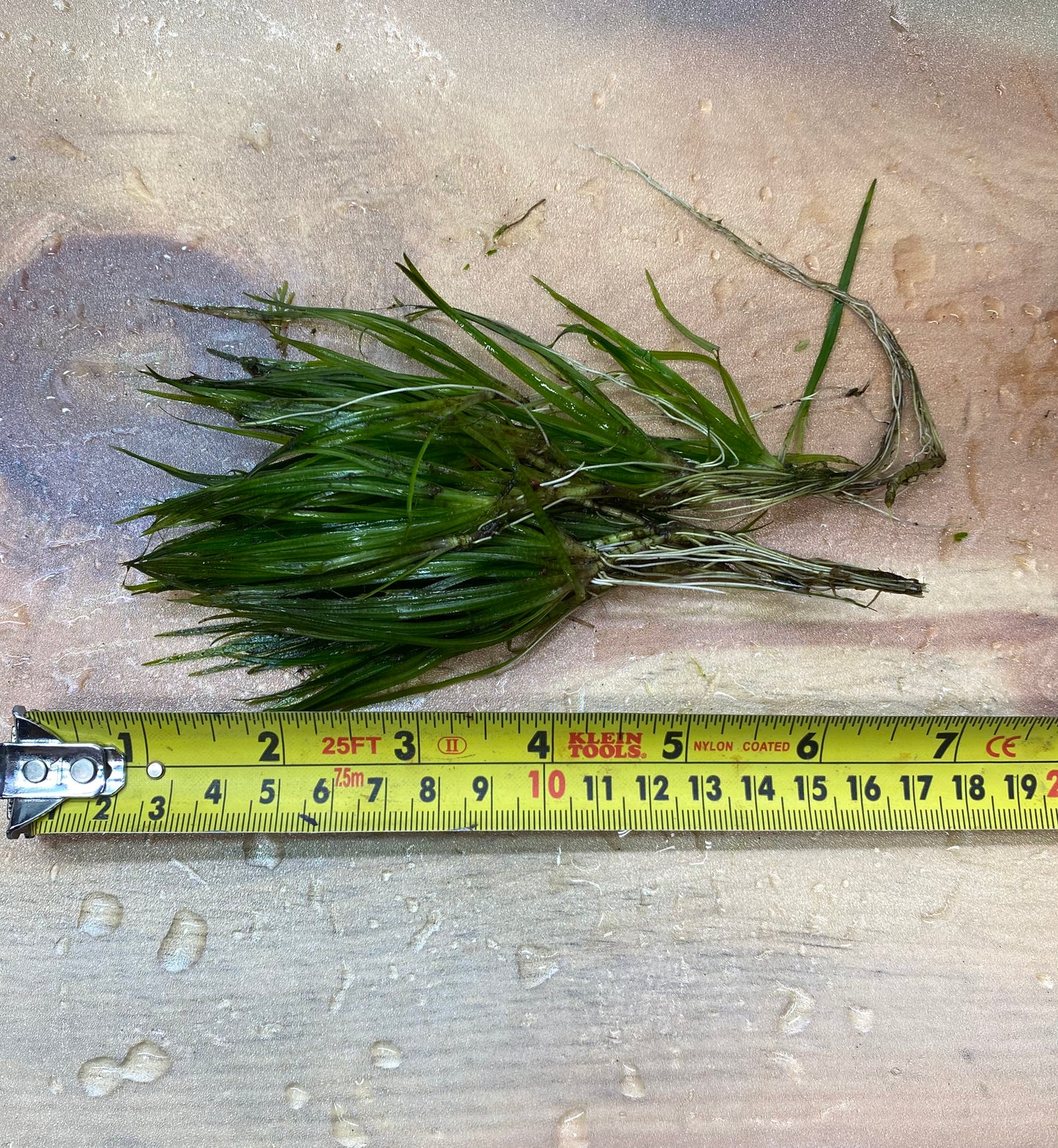 Juncus Repens