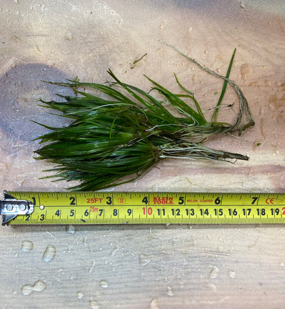 Juncus Repens