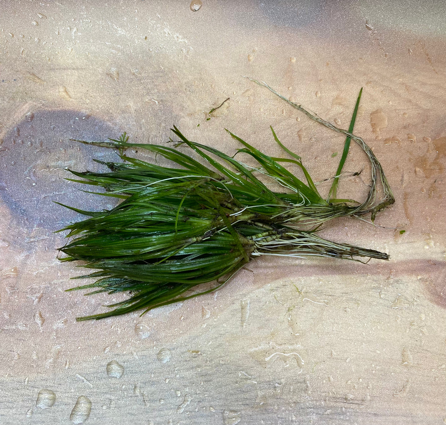 Juncus Repens