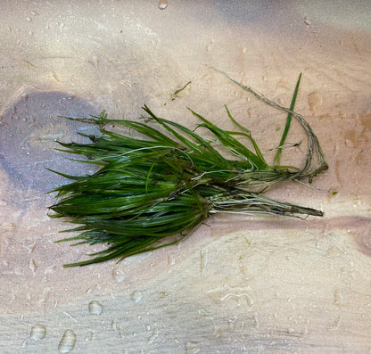 Juncus Repens