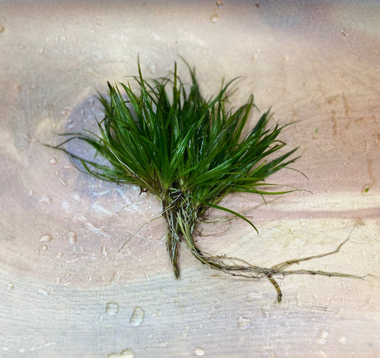 Juncus Repens