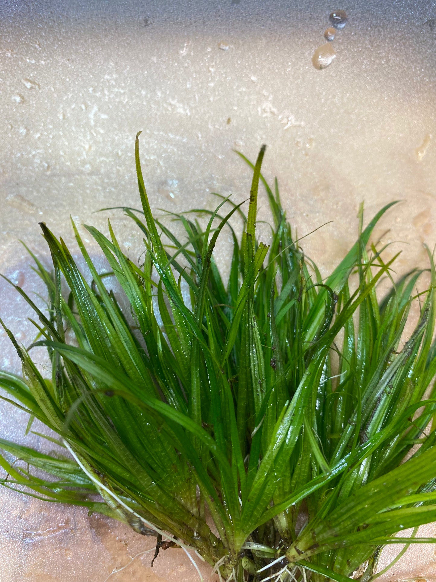 Juncus Repens