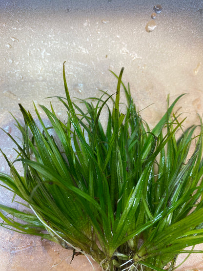 Juncus Repens