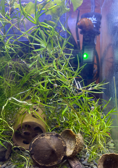 Guppy Grass