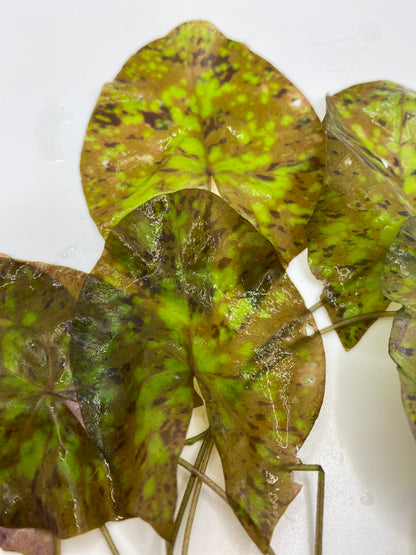 Nymphaea Micrantha