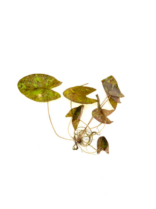 Nymphaea Micrantha