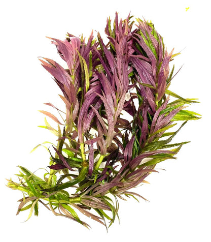 Limnophila Aromatica