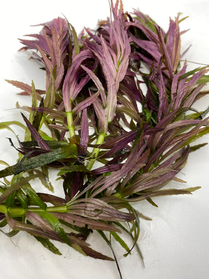Limnophila Aromatica