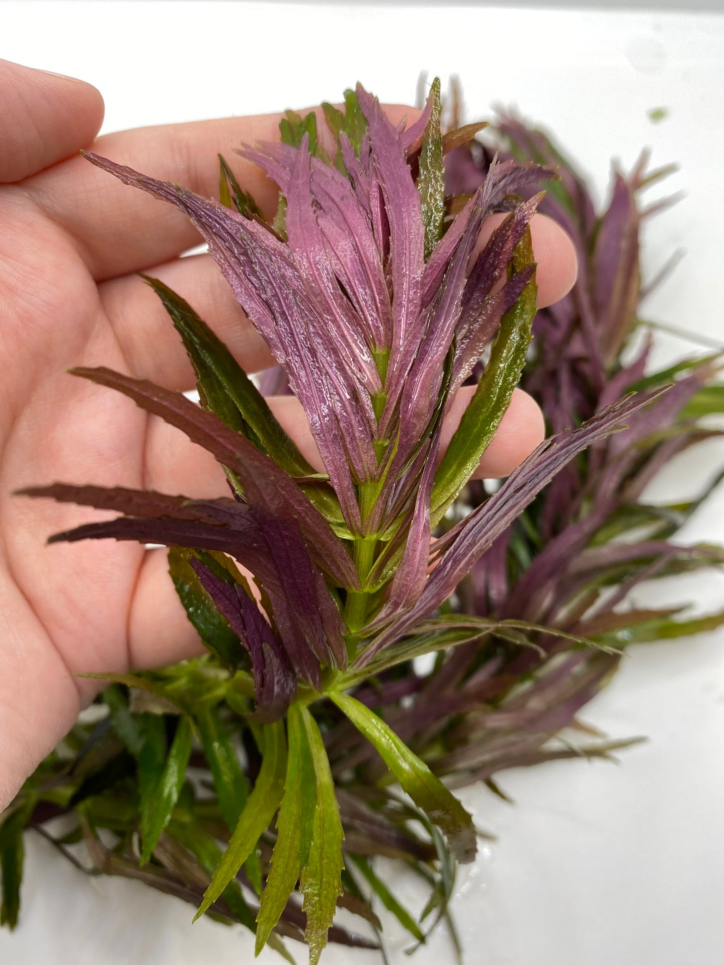 Limnophila Aromatica