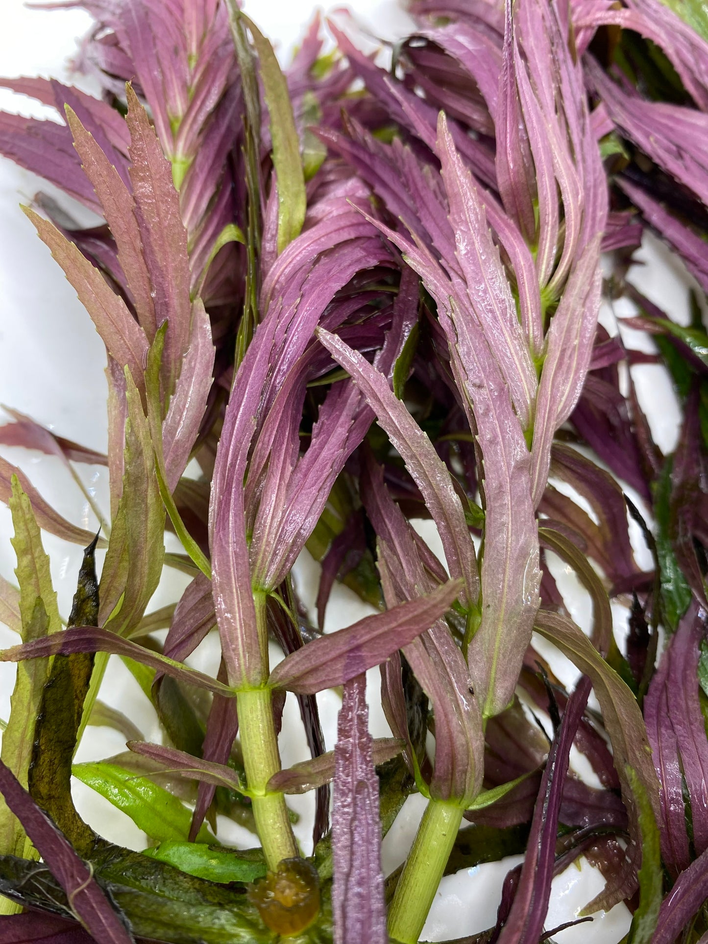 Limnophila Aromatica